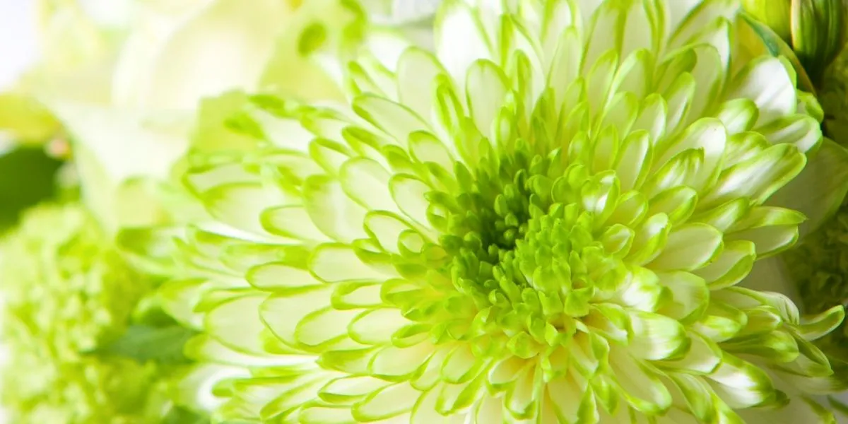 Chrysanthemum Zembla Lime by VannoVa Master Growers